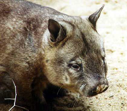Bestand:Haarnasenwombat (Lasiorhinus krefftii).jpg