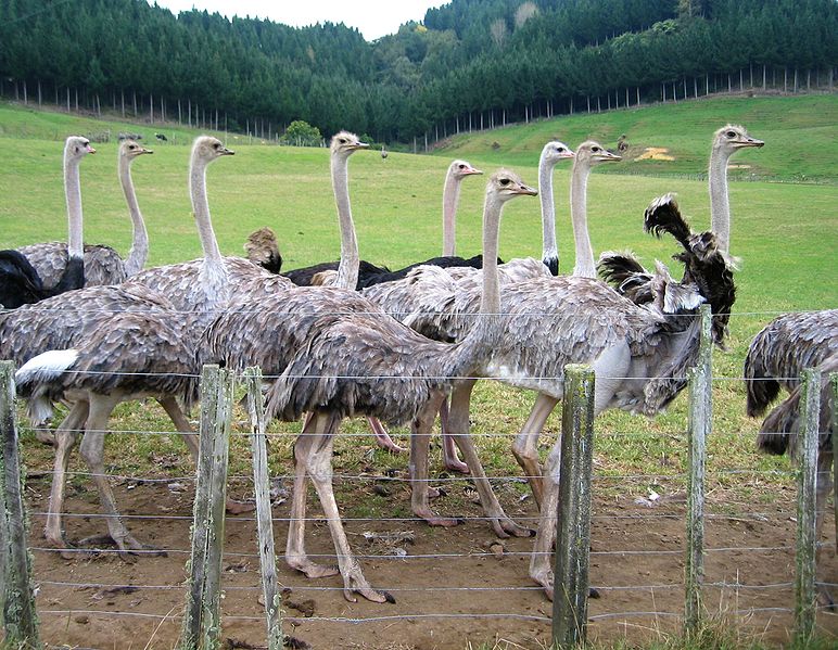 Bestand:Ostriches on Waikato farm.jpg