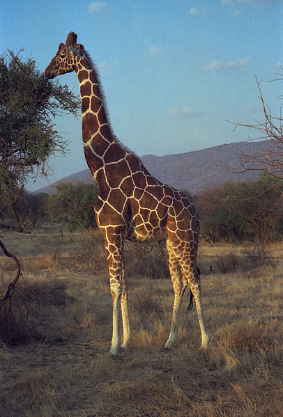 Bestand:406px-1993 147-3A Samburu reticulated giraffe.jpg