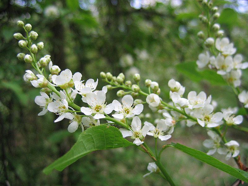 Bestand:800px-Prunus padus flowers.jpg