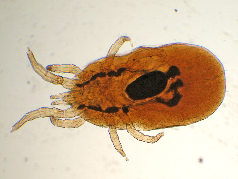 Bestand:795px-Dermanyssus-gallinae.jpg