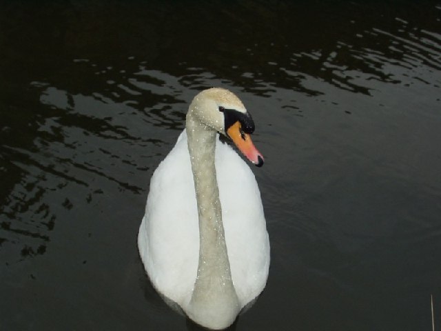 Bestand:Swan on the Leeds and Liverpool Canal, Rodley, Leeds - geograph org uk - 126808.jpg