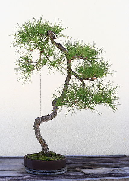 Bestand:428px-Japanese Black Pine bonsai 135, October 10, 2008.jpg