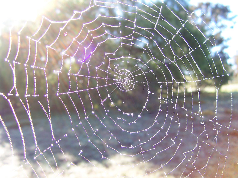 Bestand:Dewy spider web.jpg