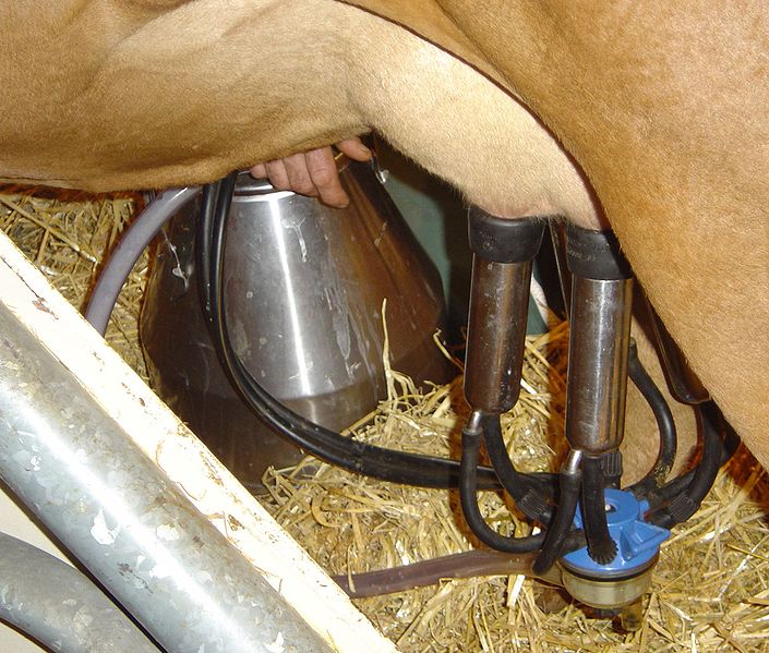 Bestand:705px-Cow milking machine in action DSC04132.jpg