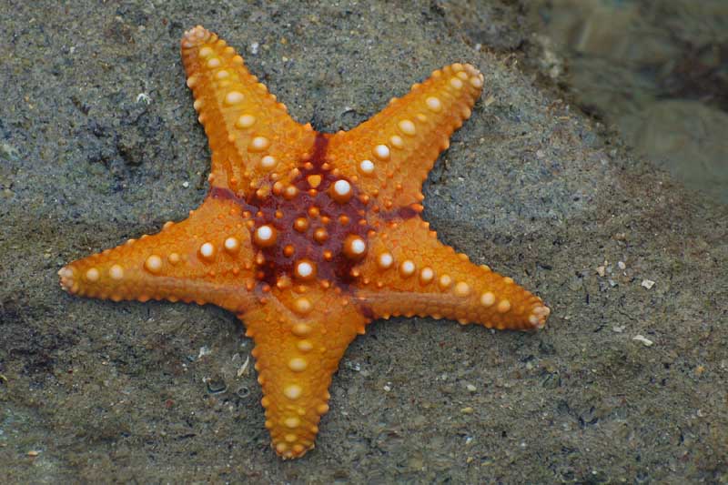 Bestand:Starfish 02 (paulshaffner).jpg
