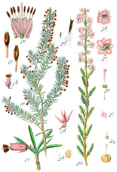 Bestand:408px-Ericaceae spp Sturm48.jpg