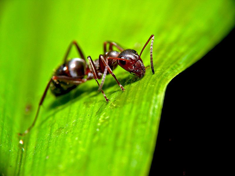Bestand:800px-Ant on leaf.jpg