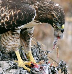Bestand:Hawk eating prey POTD thumb.jpg