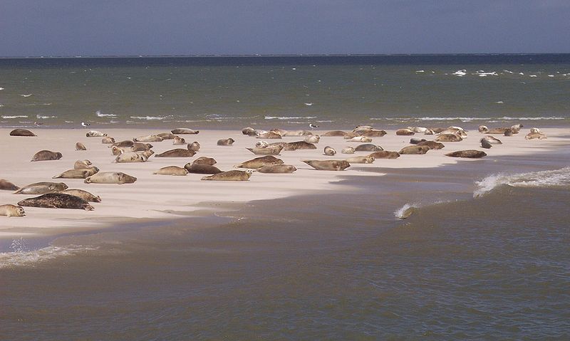 Bestand:800px-Phoca vitulina and Halichoerus grypus on Sandplate.jpg