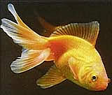 Bestand:Goldfisch 1.jpg