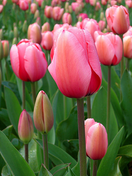 Bestand:450px-Tulip - floriade canberra.jpg
