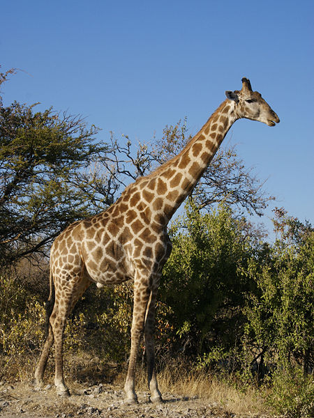 Bestand:450px-Giraffa camelopardalis angolensis.jpg