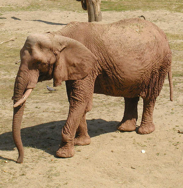 Bestand:585px-Elephant african.jpg