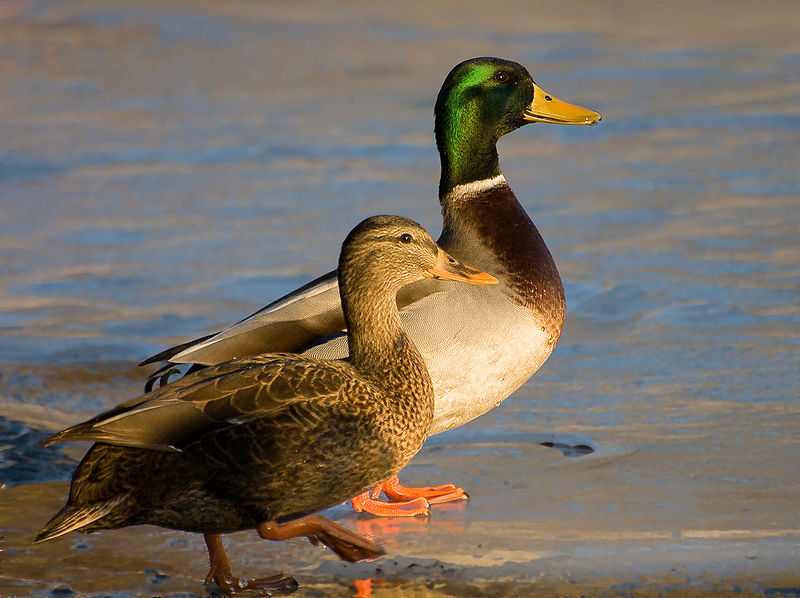 Bestand:800px-Male and Female mallard ducks.jpg