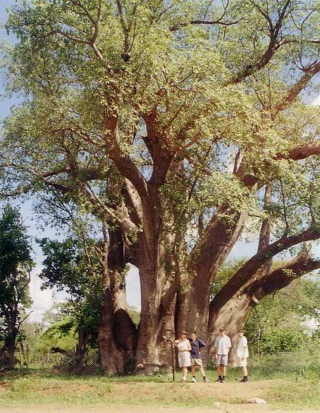 Bestand:Baobab-Victoria Lakes.jpg