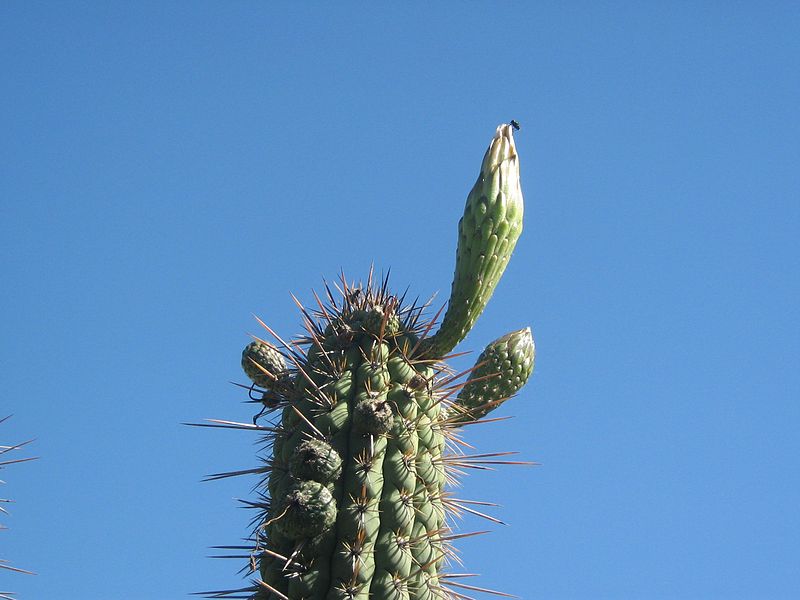 Bestand:Echinopsis 8.jpg