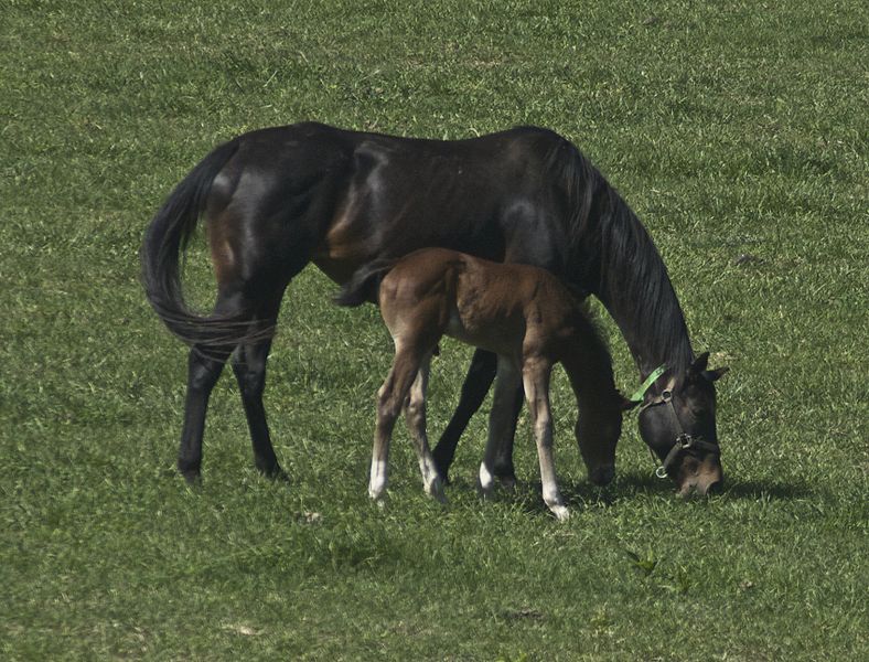 Bestand:788px-Thoroughbred Mare & Foal KY.jpg