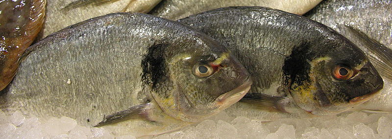 Bestand:800px-Peixe Dourada Fish.jpg