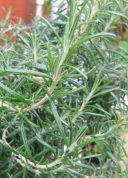 Bestand:431px-Rosemary sprigs on bush.jpg