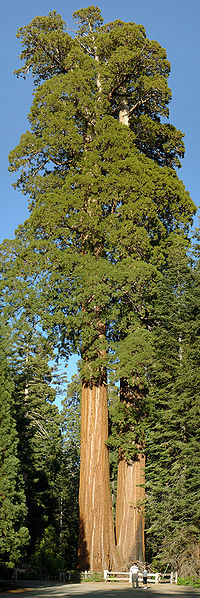 'Reuzensequoia' (Sequoiadendron giganteum)