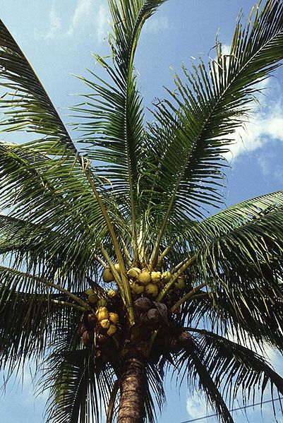 Bestand:401px-Manila dwarf coconut palm.jpg