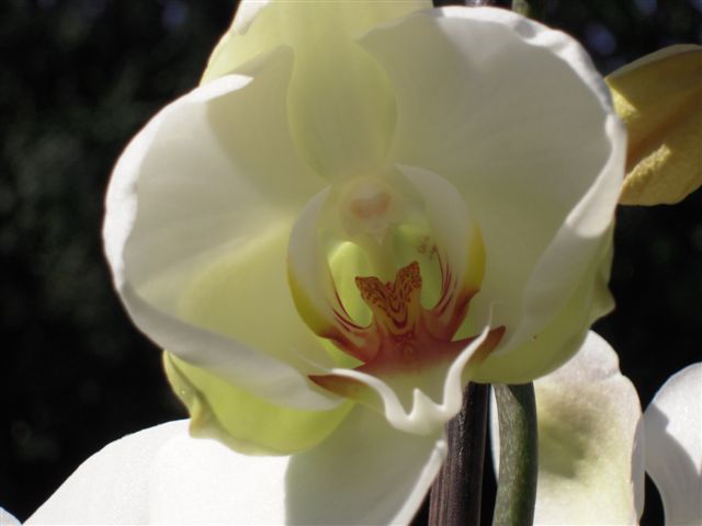 Bestand:Orchidee maart 2010 005.jpg