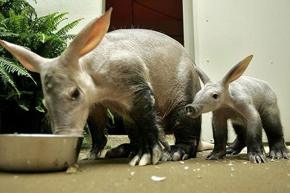 Bestand:Aardvarks.jpg