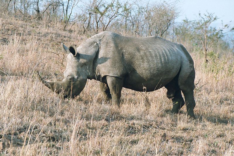 Bestand:800px-Rhinoceros male 2003.jpg