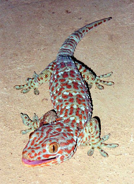Bestand:434px-Tokay Gecko.jpg
