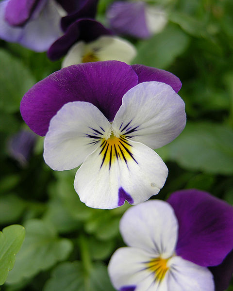 Bestand:480px-Pansy Viola tricolor Flower 2448px.jpg