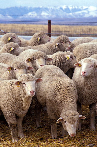 Bestand:394px-Flock of sheep.jpg