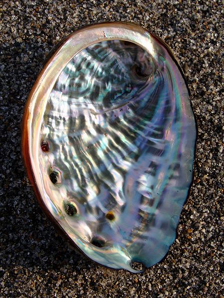 Bestand:450px-Shell of Haliotis.jpg