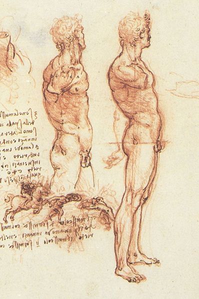 Bestand:Anatomy of a Male Nude.jpg