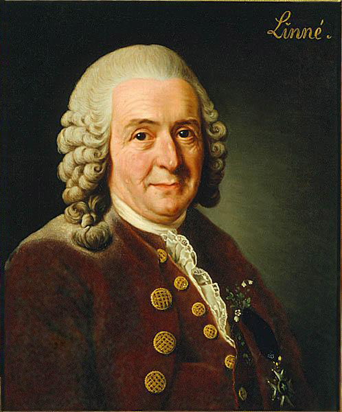 Bestand:Carolus Linnaeus (cleaned up version).jpg