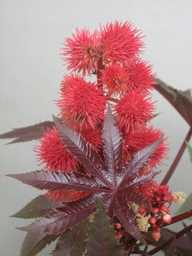 De vruchten en blad van een wonderboom (Ricinus communis).