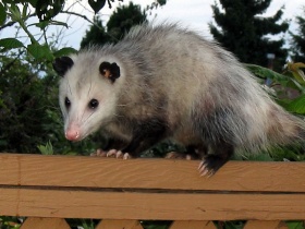 Virginiaanse opossum (Didelphis virginiana)
