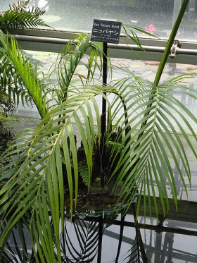Een nipa palm (Nypa fruticans).