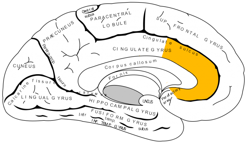 Bestand:Gray727 anterior cingulate cortex.png