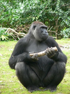 De Gorilla