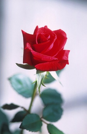 Een rode roos staat symbool voor liefde