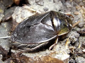 Een zwemwants (Ilyocoris cimicoides).