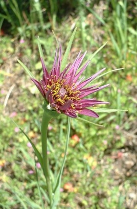 Een bloeiende paarse morgenster (Tragopogon porrifolius).