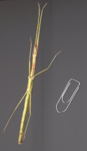 Volwassen Carausius morosus met een paperclip ter vergelijking