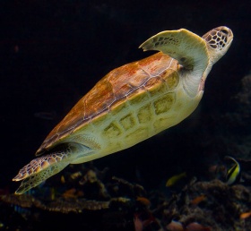 Een zeeschildpad (Cheloniidae) in een zeeaquarium in Japan.