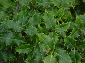 De getande bladeren van de 'hulst' (Ilex aquifolium)
