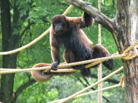 Primaat (Primates)