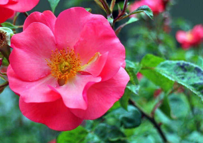Bestand:Rose blossom.jpg
