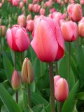 Miniatuur voor Bestand:450px-Tulip - floriade canberra.jpg