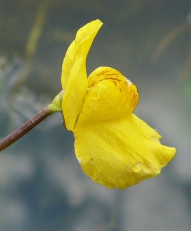 De bloem van een loos blaasjeskruid (Utricularia australis).
